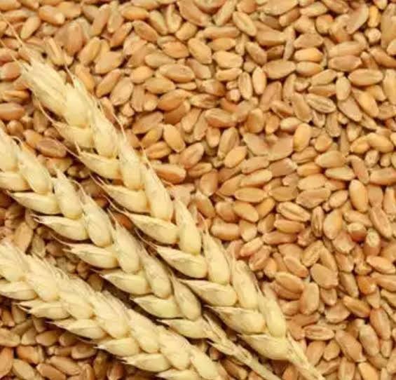 Wheat